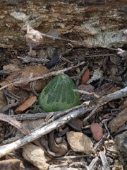 Bulbine mesembryanthemoides
