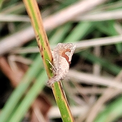 Pelochrista similiana