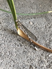Argia vivida