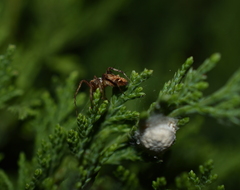 Oxyopes scalaris