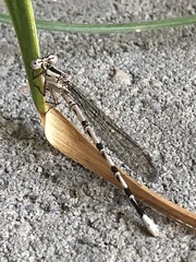 Argia vivida