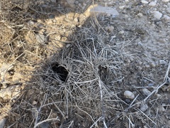 Echinocereus engelmannii engelmannii