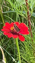 Atalopedes campestris