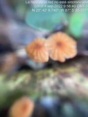 Marasmius siccus