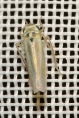 Zyginidia pullula