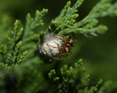 Oxyopes scalaris