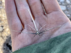 Echinocereus engelmannii engelmannii