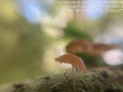 Marasmius siccus
