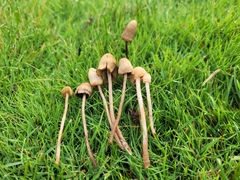 Panaeolopsis