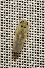 Macrosteles variatus