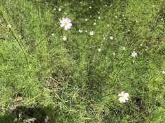 Cosmos parviflorus