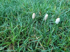 Panaeolopsis