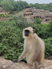 Semnopithecus entellus