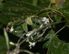 Hylodesmum pauciflorum