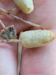 Panaeolopsis