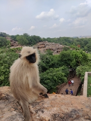 Semnopithecus entellus