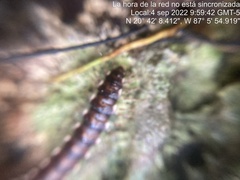 Asiomorpha coarctata