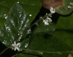 Hylodesmum pauciflorum