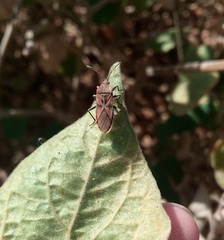 Spilostethus furcula