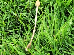 Panaeolopsis