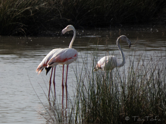 Phoenicopterus roseus