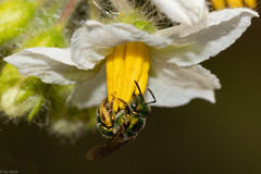Augochloropsis