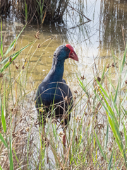 Porphyrio porphyrio