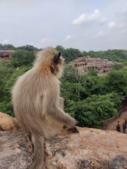 Semnopithecus entellus