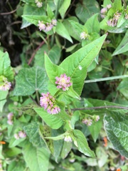 Persicaria nepalensis