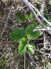 Knowltonia vesicatoria