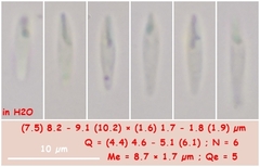 Orbilia luteorubella