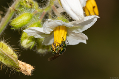 Augochloropsis