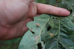 Polystepha globosa