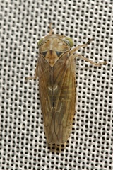 Idiocerus stigmaticalis