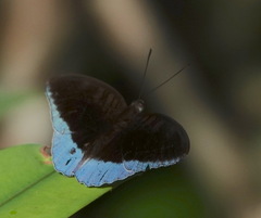 Tanaecia iapis