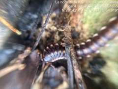 Asiomorpha coarctata
