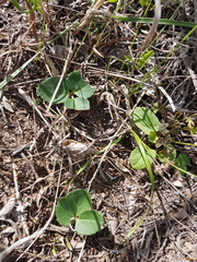 Knowltonia vesicatoria