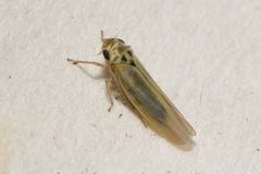 Zyginidia pullula