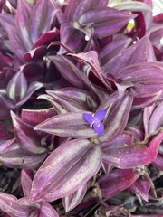 Tradescantia zebrina
