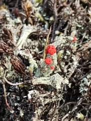 Cladonia pleurota