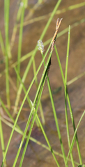Eleocharis quadrangulata