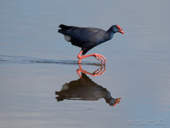 Porphyrio porphyrio