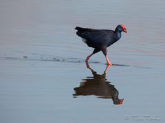 Porphyrio porphyrio
