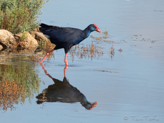 Porphyrio porphyrio