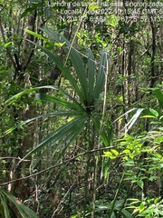 Sabal mauritiiformis