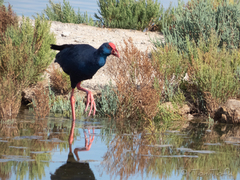 Porphyrio porphyrio