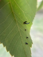 Caryomyia subulata