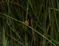 Schoenoplectus pungens