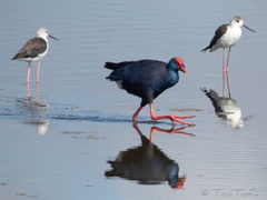 Porphyrio porphyrio