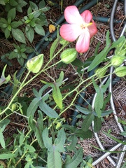 Abelmoschus moschatus tuberosus